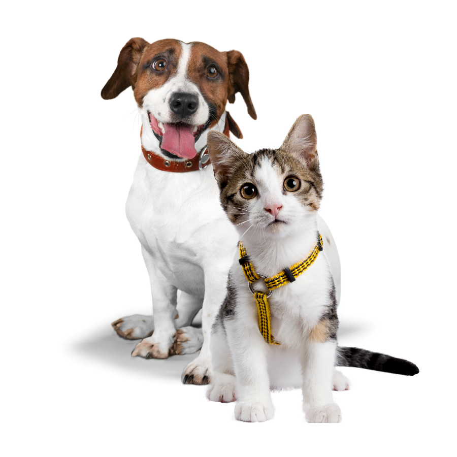 seccion-plan-asistencia-mascotas-banner